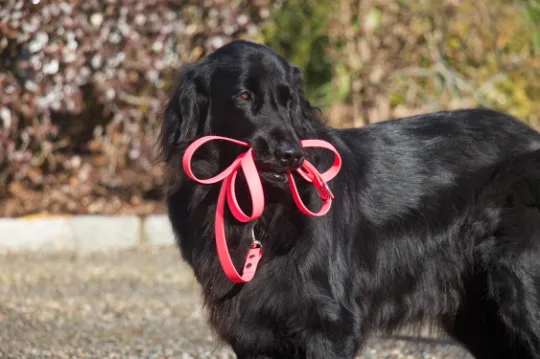 Biothane Waterproof Adjustable Collar With Buckle