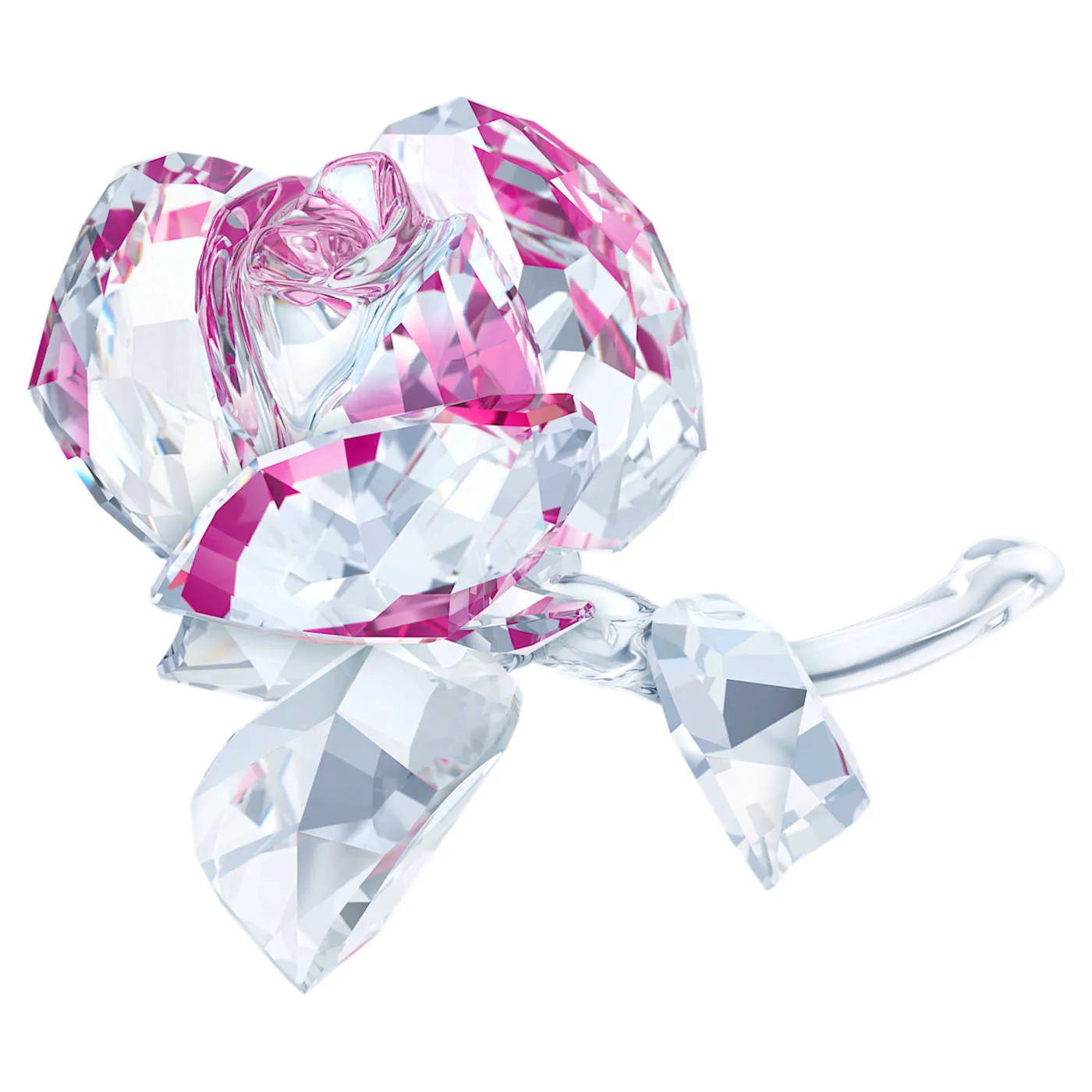 Blossoming Rose - 5248878