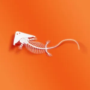 Diplocaulus Jumbo Fossil Amphibian Sticker