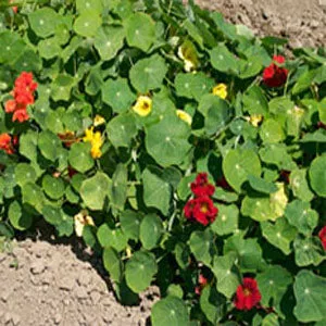 Nasturtium, Dwarf Jewel