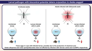 Springer Nature Author Graphical Abstract